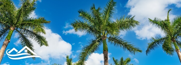 Palm trees in Malabar, FL